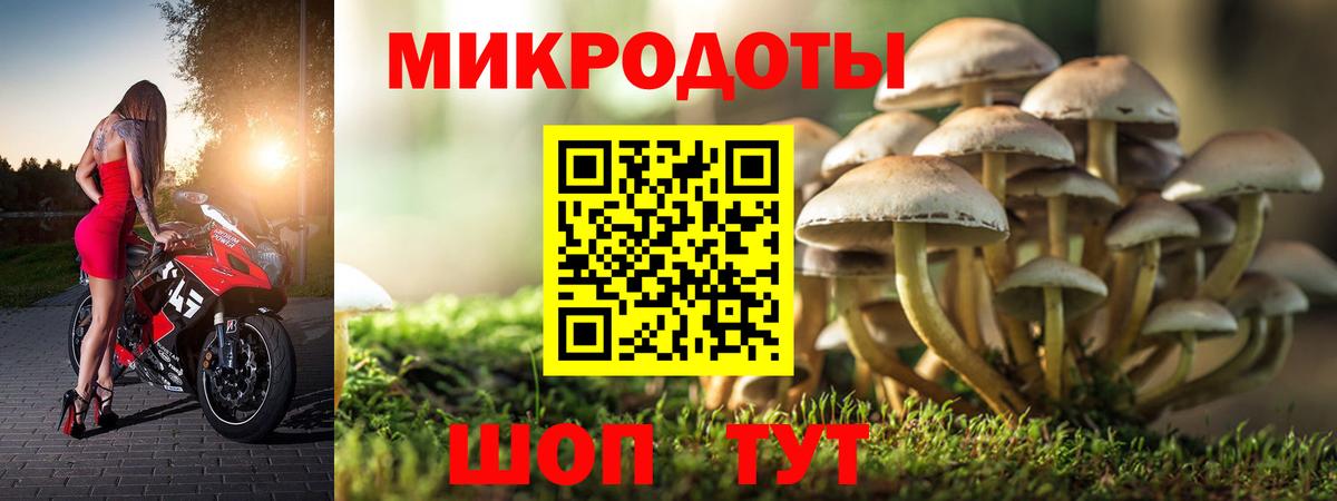 Псилоцибиновые грибы Psilocybine cubensis Когалым